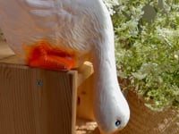 LAMP DUCK LOOKING DOWN